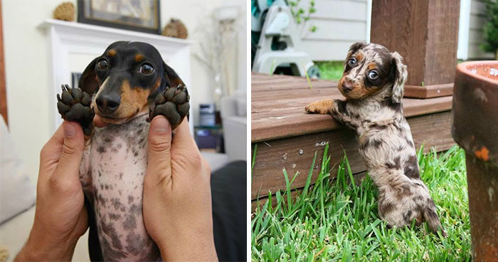 24 Adorable Puppy Pics Shared By This Page That Might Be Exactly What You Need To Brighten Your Day