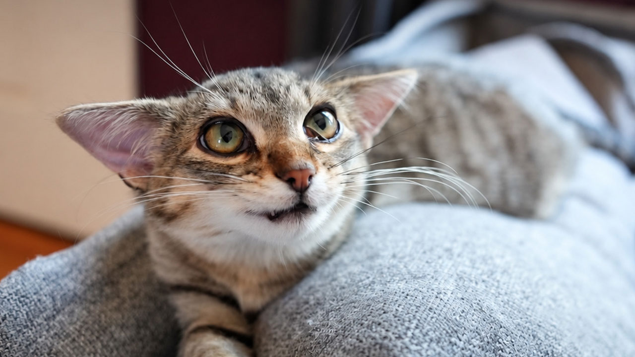Herbie’s Unusual Face Made Him Stand Out, But His Personality Is What Won Everyone Over