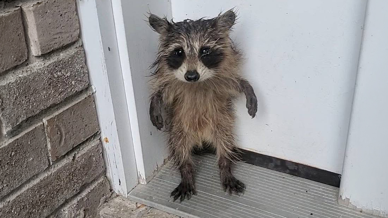 From Daring Rescues To Unlikely Friendships: 10 Raccoon Stories That Might Melt Your Heart