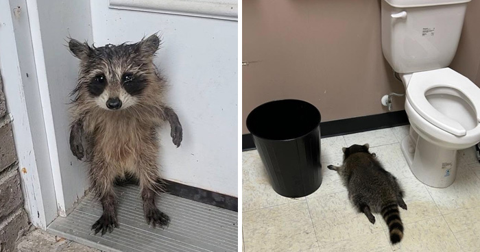 From Daring Rescues To Unlikely Friendships: 10 Raccoon Stories That Might Melt Your Heart