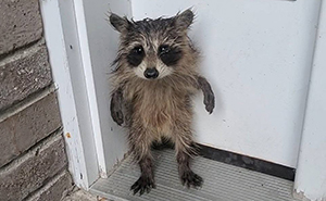 10 Times Raccoons Stole Hearts Online With Their Unexpectedly Sweet Antics
