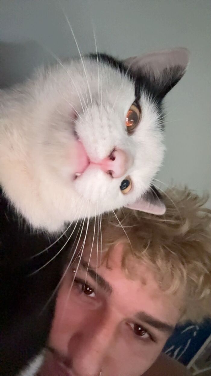 A close up selfie of a white and black cat and its owner, featured in the TikTok trend of life stories with pets.