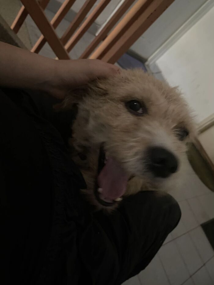 A happy scruffy dog yawning while getting head scratches, a sweet pet life story