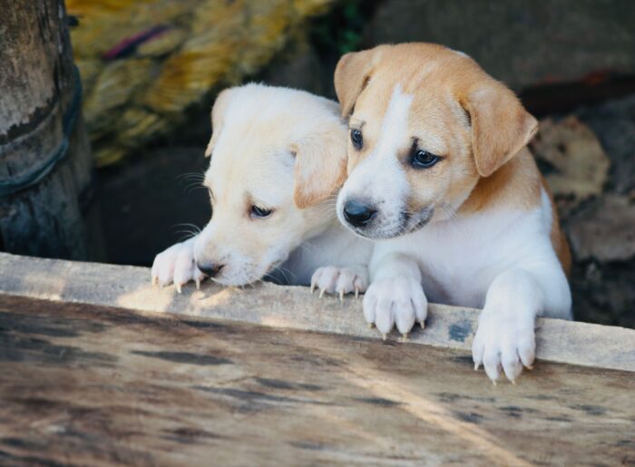 Two small, adorable puppies looking over a wooden edge after being abandoned.