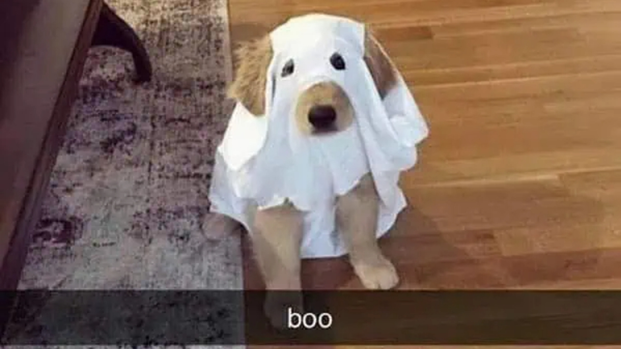 These 78 Halloween Memes Are Perfect For Those Who Like Their Spooky Season A Little Twisted