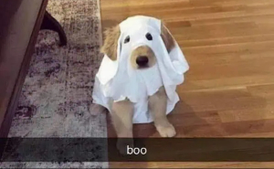 These 78 Halloween Memes Are Perfect For Those Who Like Their Spooky Season A Little Twisted
