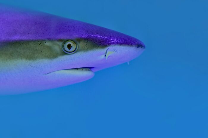 Close-up of a shark face swimming in blue water, a common Hollywood movie trope.