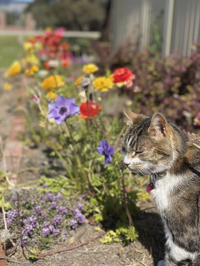 A brown tabby cat sitting next to colorful garden flowers, representing life stories with pets.
