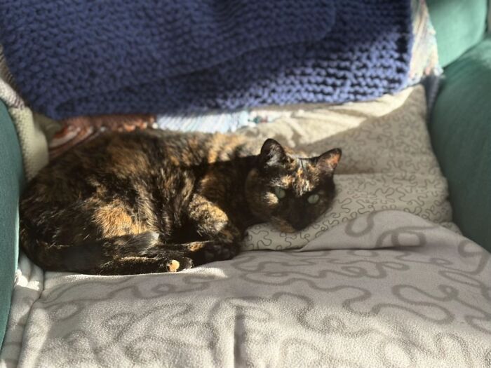 A tortoiseshell cat resting on a soft blanket sharing life stories with its owner