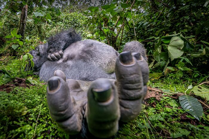 Close-up of a gorilla lying on its back in nature, featured in NPOTY Wildlife Photos