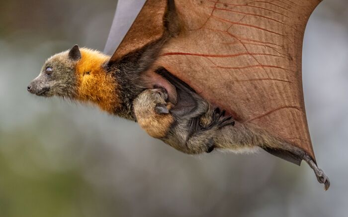 Wildlife photo of a bat flying with a baby clinging to it