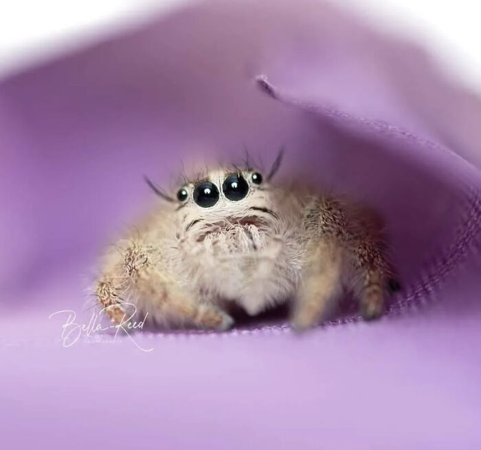 An adorable jumping spider with big black eyes peeks from inside a purple pocket