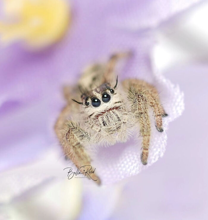 An adorable jumping spider with fluffy tan legs perched on a light purple flower petal