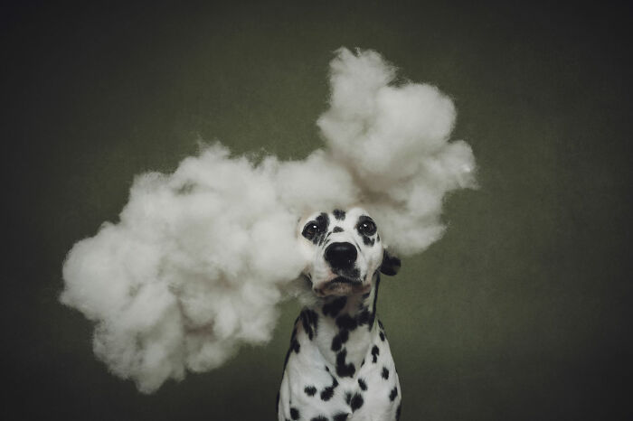 A Dalmatian surrounded by fluffy cloud-like stuffing in Dog Photography Awards entry