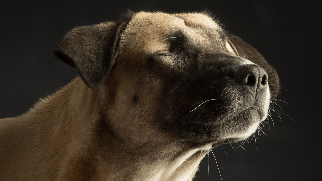In This Studio, “The Dog Is The Boss,” And Every Pup Is Welcome, No Matter Its Age, Eyesight Or Ability (37 Pics)
