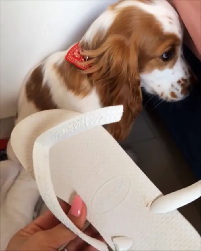 Dog with red collar and damaged sandal representing dogs looking for trouble