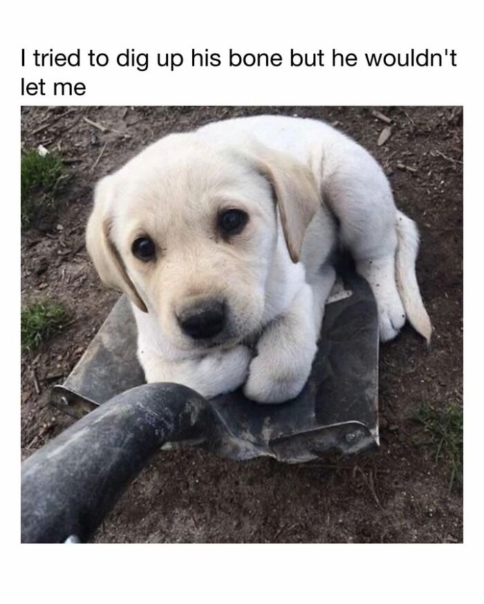 Adorable dog memes with a white puppy sitting on a shovel to guard its bone.
