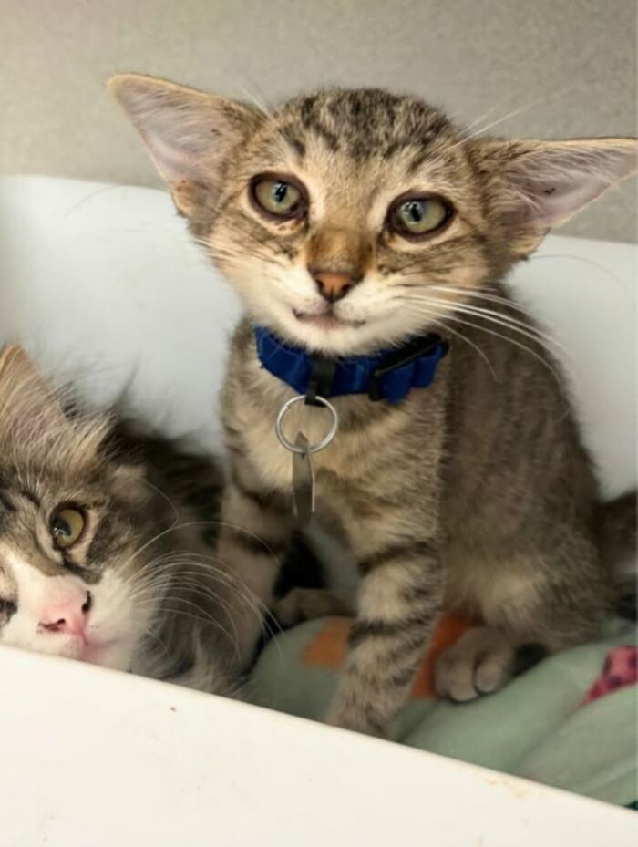 A young Herbie wearing a blue collar, highlighting his unusual face and wide-set ears next to another cat