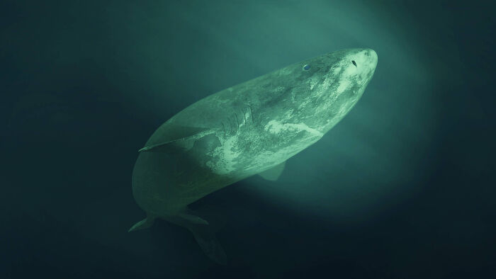 An interesting, cool pic of an ancient Greenland shark swimming gracefully through the dark depths of the ocean.