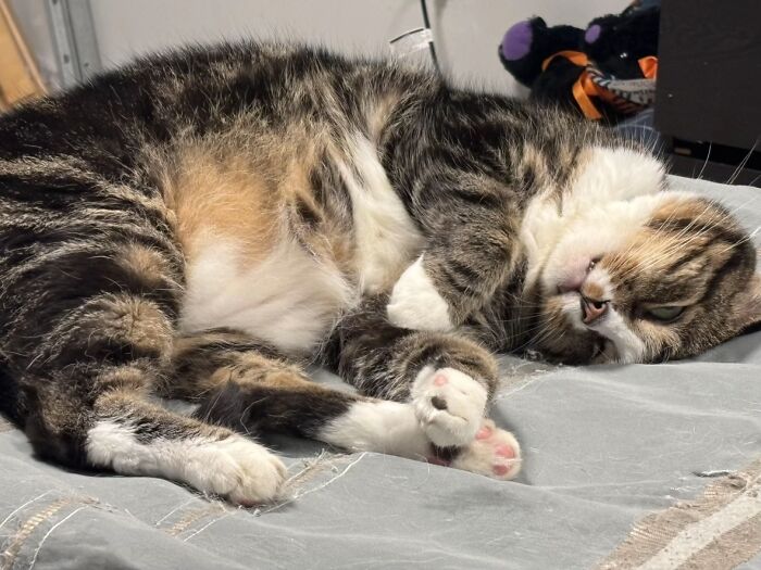 A fluffy calico cat laying comfortably on its back, depicting life stories lived alongside their pets.