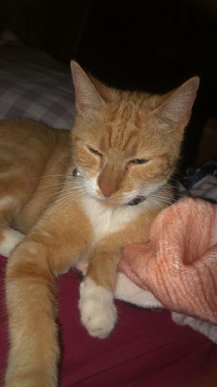 An orange tabby cat resting peacefully on a bed, as part of a TikTok trend sharing life stories with pets.