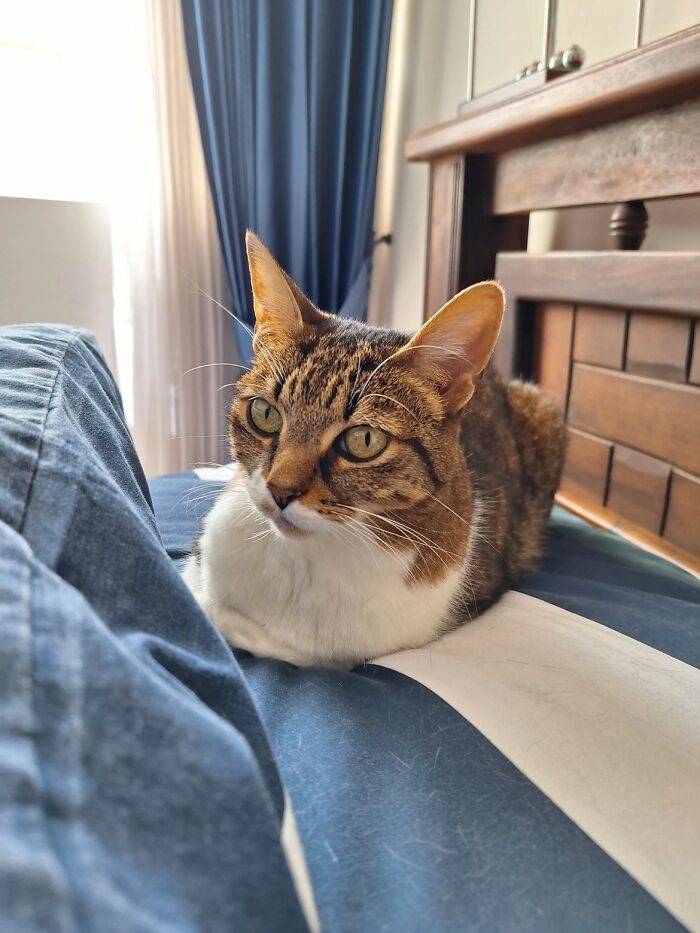 A domestic tabby cat lying down on a bed, illustrating people sharing life stories with pets.