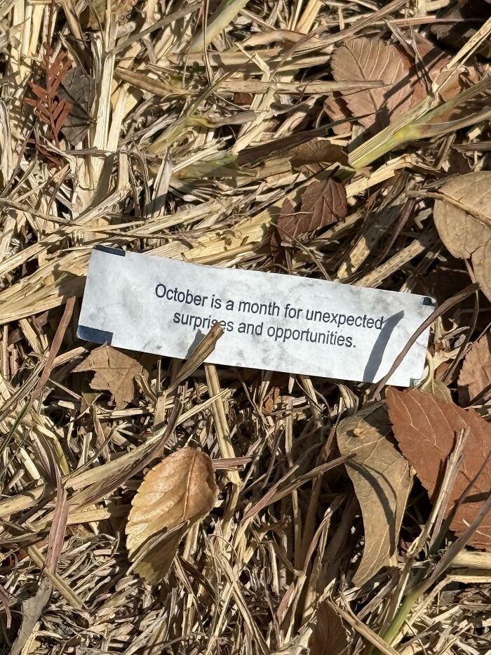 A small paper fortune strip with text sitting outdoors among dried leaves, exemplifying found paper.