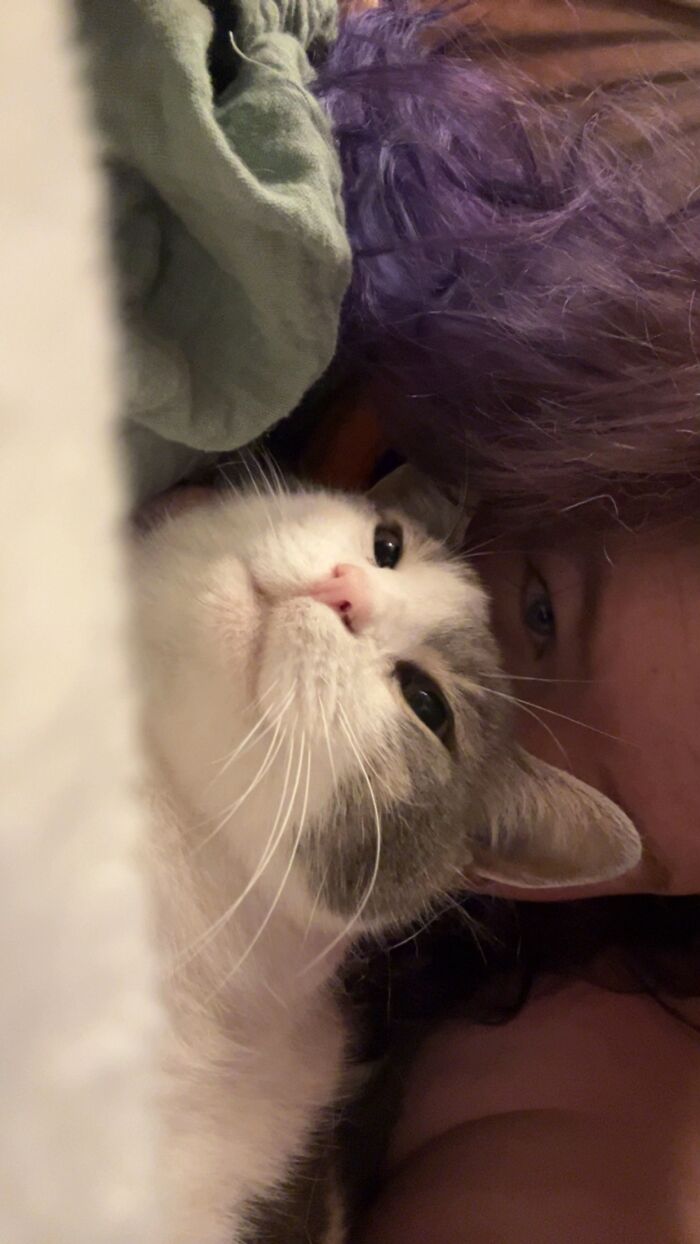 A white and grey cat cuddling next to its owner, highlighting the TikTok trend sharing life stories with pets.