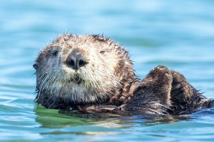 A fluffy sea otter floating on its back with paws up, demonstrating its cute resting habit. A fluffy sea otter floating on its back with paws up, demonstrating its cute resting habit.