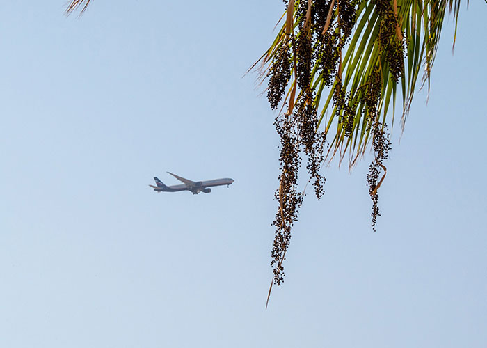 Airplane flying in the sky outside palm tree leaves