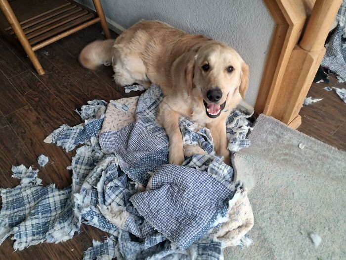 Golden retriever surrounded by shredded blankets after making mess