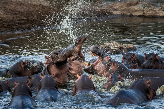 Dramatic wildlife photo of a baby hippo tossed into the air amidst a pod of hippopotamuses in water.