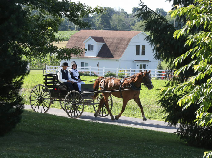 Amish couple riding in a horse-drawn buggy in the countryside Amish couple riding in a horse-drawn buggy in the countryside