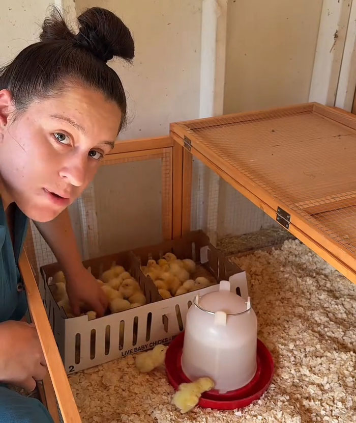Lovina Zook checking on yellow baby chicks inside a wooden brooder, reflecting on her life growing up Amish. Lovina Zook checking on yellow baby chicks inside a wooden brooder, reflecting on her life growing up Amish.