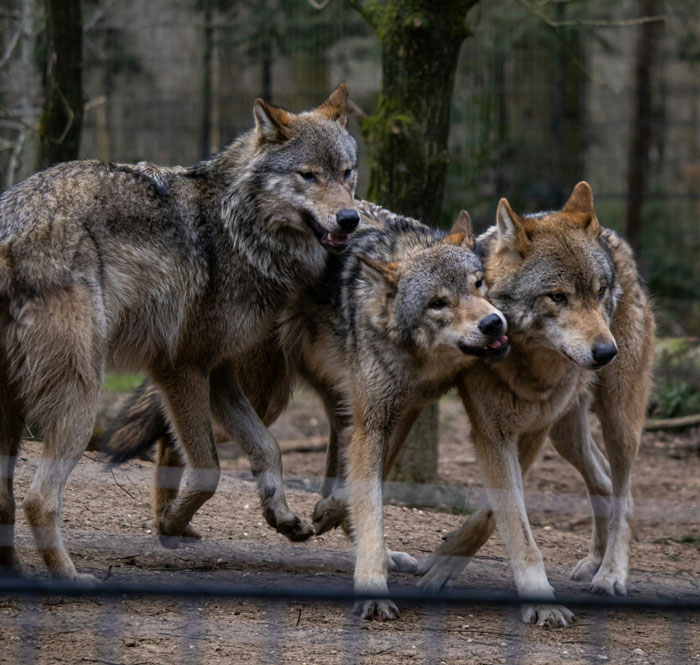 A pack of three wild wolves standing together in their natural habitat A pack of three wild wolves standing together in their natural habitat