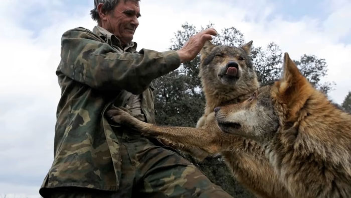 Marcos Rodriguez Pantoja, who was raised by wolves, interacting closely with wolves in a forest Marcos Rodriguez Pantoja, who was raised by wolves, interacting closely with wolves in a forest