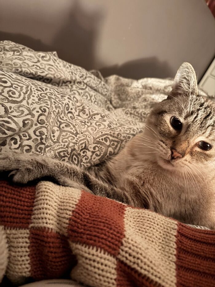 A tabby cat relaxing on a bed, illustrating life stories lived alongside their pets.