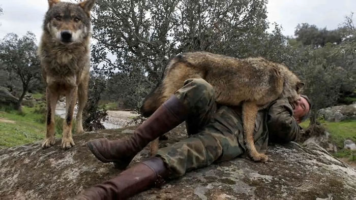 Marcos Rodriguez Pantoja, famous for being raised by wolves, lying down outdoors with two wolves Marcos Rodriguez Pantoja, famous for being raised by wolves, lying down outdoors with two wolves