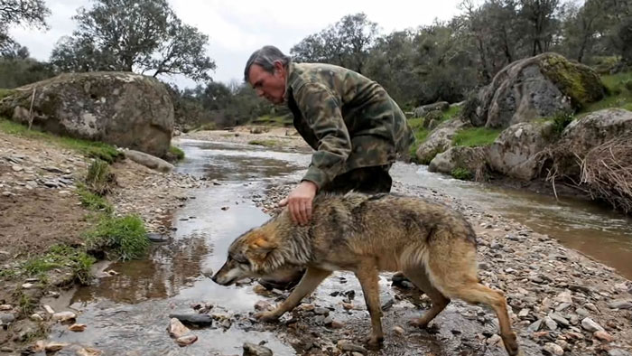 Marcos Rodriguez Pantoja, who was raised by wolves, walking with a wolf by a rocky stream Marcos Rodriguez Pantoja, who was raised by wolves, walking with a wolf by a rocky stream