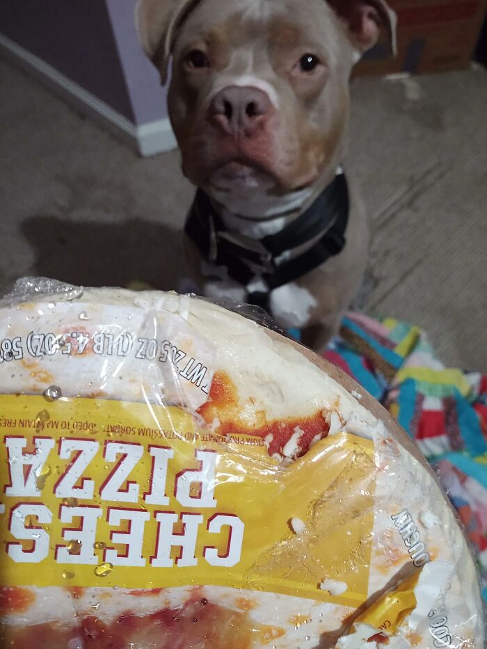 Dog staring at a frozen cheese pizza in plastic wrap looking guilty