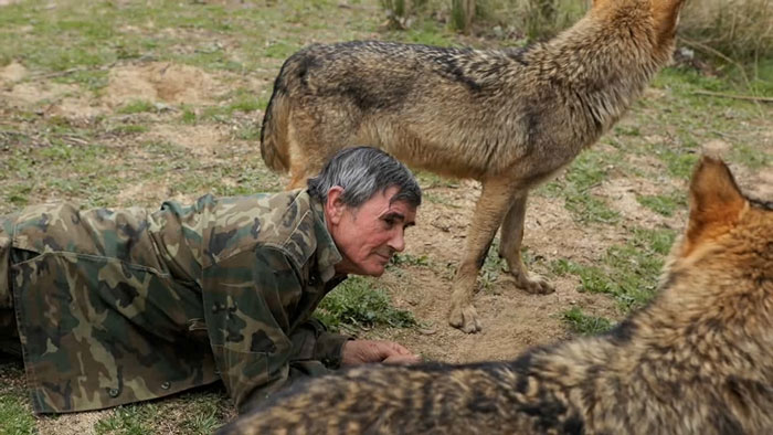 Marcos Rodriguez Pantoja, the man raised by wolves, crawling on the ground next to wolves Marcos Rodriguez Pantoja, the man raised by wolves, crawling on the ground next to wolves