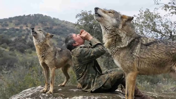 Marcos Rodriguez Pantoja howling with wolves in the wild, raised by wolves since childhood. Marcos Rodriguez Pantoja howling with wolves in the wild, raised by wolves since childhood.