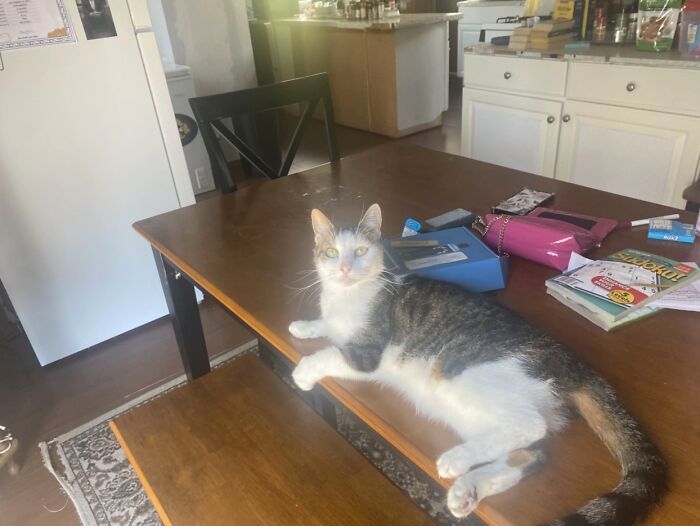 A striped calico cat relaxing on a wooden dining table, illustrating cozy life stories with pets