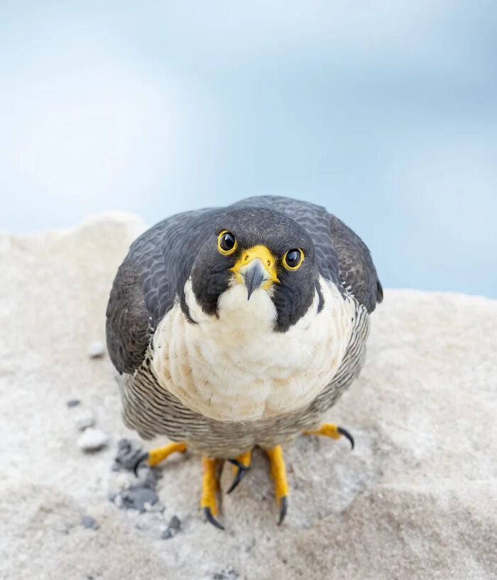 Bird Portrait: Eighteen Visits By Toyobur Suvo