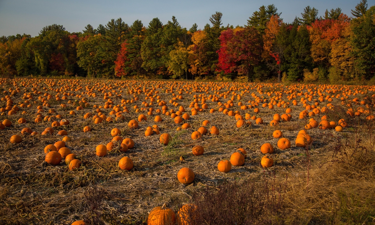 “Hocus Pocus Or The Nightmare Before Christmas?”: Cast Your Vote In This 50-50 Fall Quiz