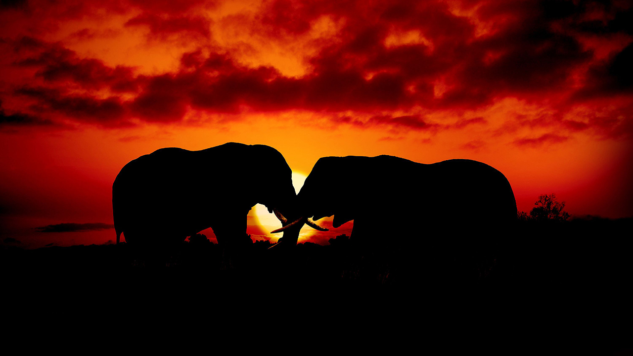 13 Surprising Elephant Facts That Might Change The Way You See These Gentle Giants
