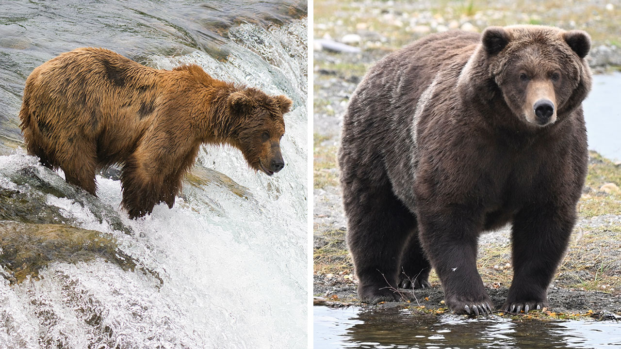 Katmai Conservancy’s Fat Bear Week 2026 Had No Shortage Of Magnificently Round Contenders (16 Pics)