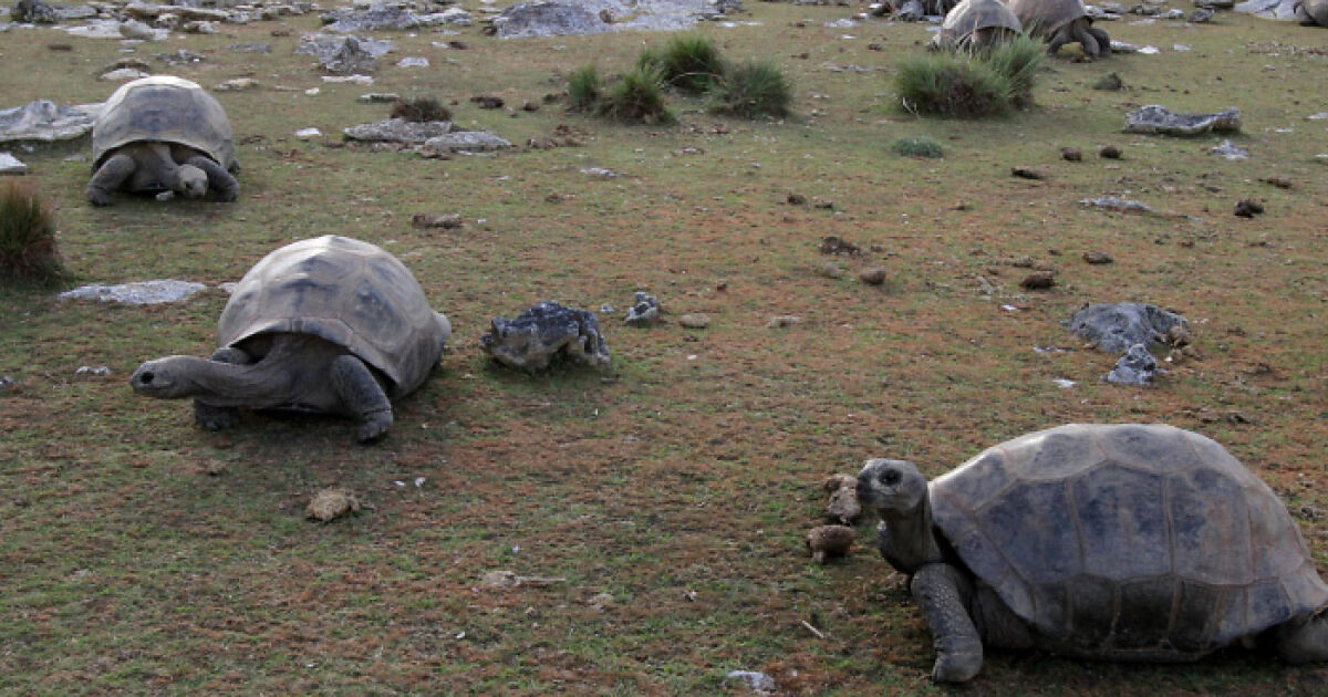 Giant Tortoises Now Outnumber The Entire Human Population Of This Nation By A Mind-Boggling Margin