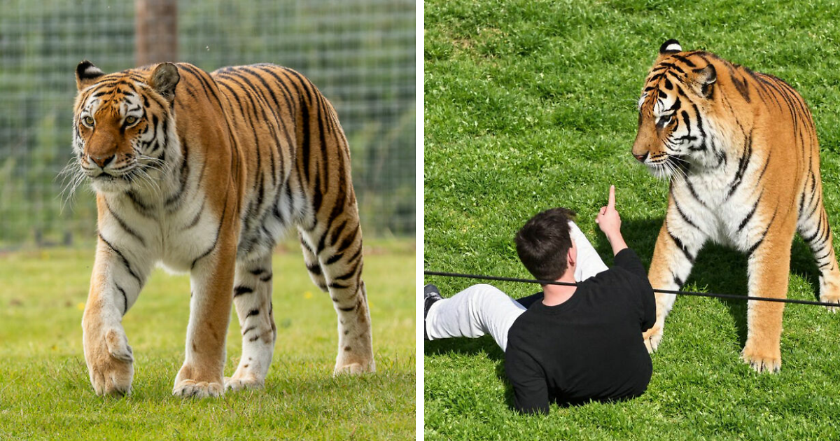New Witness Accounts Reveal Chilling Details Surrounding Man’s Final Moments At Tiger Enclosure
