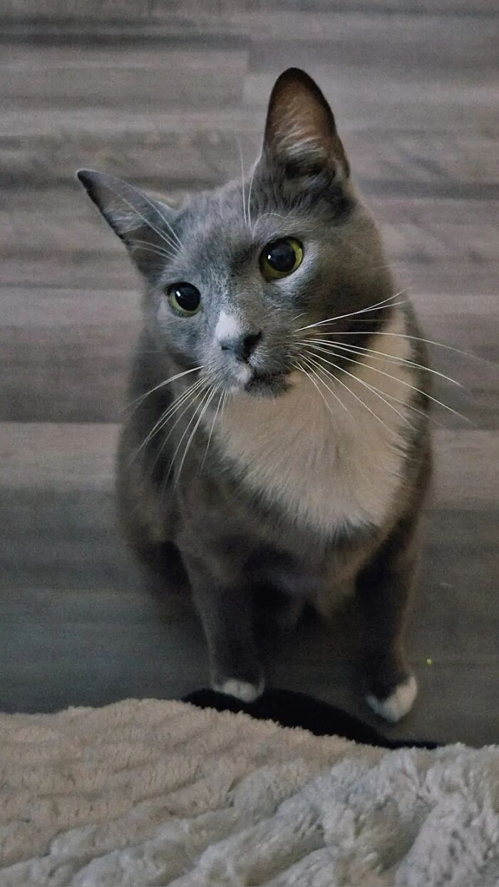 A beautiful grey cat with green eyes staring forward, representing life stories of loved pets.